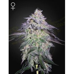 Nori Cake, Фасовка: 3